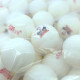 М'яч для настільного тенісу DHS Ma Long Icon Ball (1 шт.)